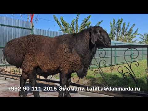 Видео: Гиссарские овцы в хозяйстве Эмомали из Гиссара