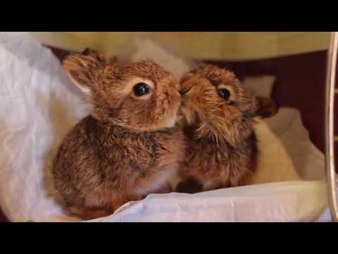 Видео: Милые, но не игрушки. Кошка принесла зайчат, владельцы - молодцы!