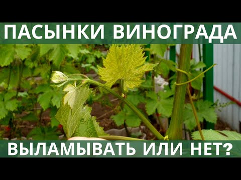 Видео: Пасынки винограда  - обламывать, или нет?