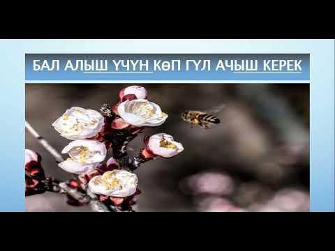 Видео: Грамматика / Кыймыл атооч  -ыш үчүн, -ыш керек
