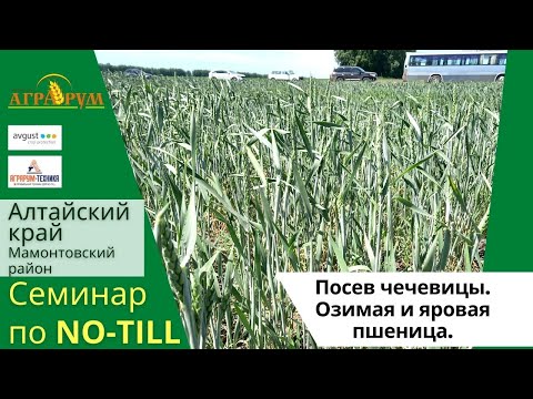 Видео: ТАКОГО ЕЩЁ НЕ БЫЛО!  ЗАСУХА В АЛТАЙСКОМ КРАЕ. ИТОГИ СЕМИНАРА ПО NO-TILL