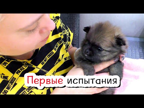 Видео: Щенкам 4 недели. Первые испытания для малышей. Шпиц Бэлла линяет