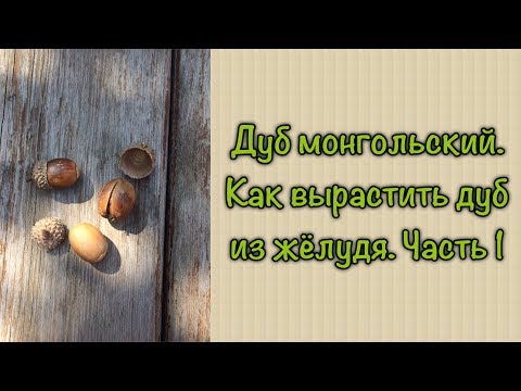 Видео: Дуб монгольский. Как вырастить дуб из жёлудя. Часть 1