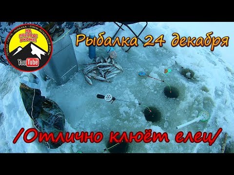 Видео: Зимняя рыбалка 24 декабря. /Отлично клюёт елец/