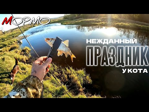 Видео: Спиннинговая ловля ПЛОТВЫ и ЕЛЬЦА на мормышку. Отличный КЛЁВ. МОРМЫШИНГ НАНОДЖИГ УЛЬТРАЛАЙТ