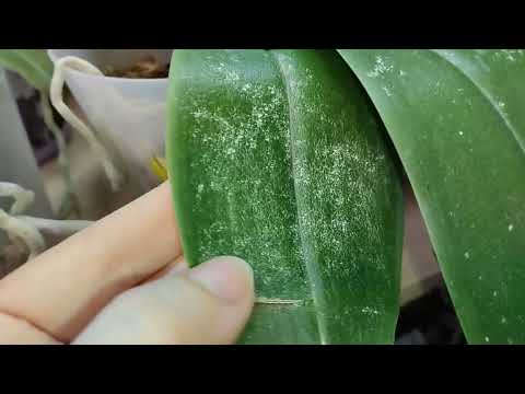 Видео: Цветение орхидеи. 9.11.2025