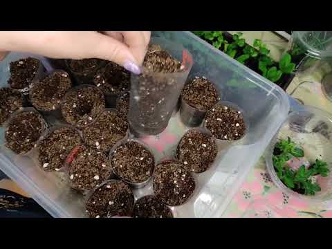 Видео: Черенки укоренились. Пересаживаю в торф