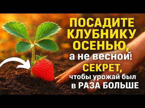 Видео: Посадите Клубнику ОСЕНЬЮ, а не весной! 🤫 Секрет, чтобы урожай был в 2 раза больше.