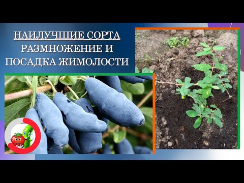 Видео: Наилучшие сорта жимолости, размножение и уход за ягодными кустарниками