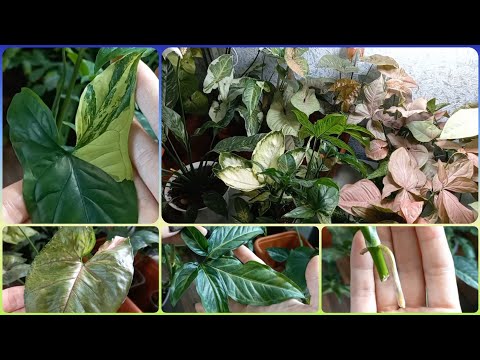 Видео: Империал Вайт стал Империал Салатовый😀СИНГОНИУМ🍀Размножение🌹Формирование🍀Кристмас🌹Тиффани🍀Спир Поинт