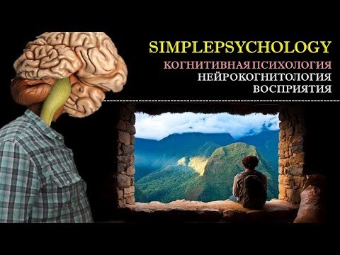 Видео: Когнитивная психология восприятия #31. Физиология восприятия [Нейрокогнитология]