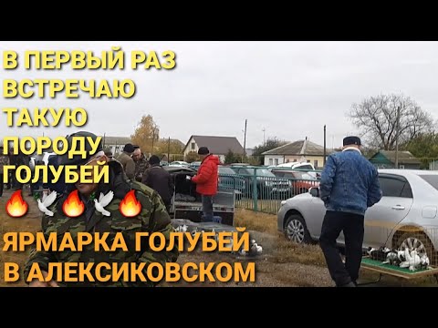 Видео: 🔥🔥🔥В первый раз встречаю такую породу голубей. Осенняя ярмарка голубей в Алексиковском. Bird Market.