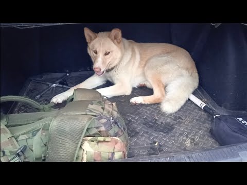 Видео: охота на соболя сезон 24/25 серия 5