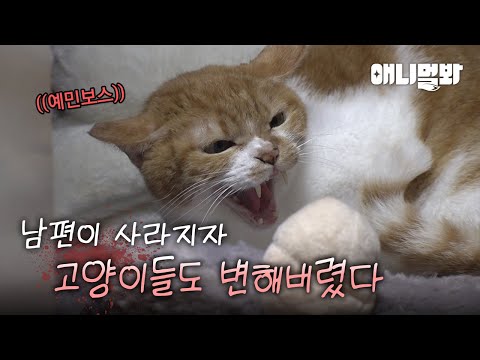 Видео: Внезапная смерть мужчины-опекуна... И у 7 кошек изменилось поведение...