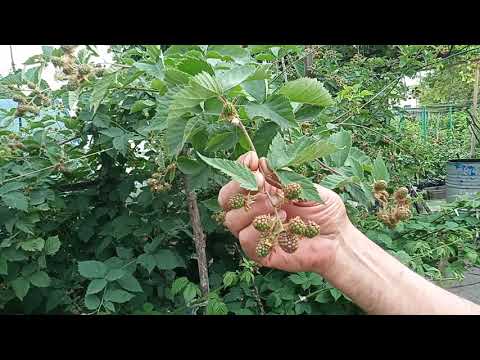 Видео: РАЗМНОЖЕНИЕ И УКОРЕНЕНИЕ ЕЖЕВИКИ