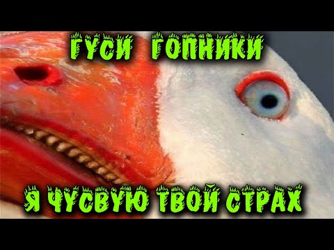 Видео: Я гусь шкодник - Untitled Goose Game