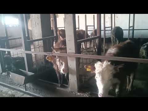 Видео: Откорм бычков 2025г , чем выгоднее заниматься, молочка (коровы) или Откорм (быки)