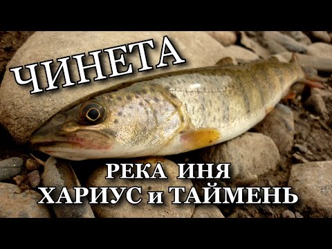 Видео: ЧИНЕТА. Хариус и Таймень. Рыбалка Река Иня Алтайский край.