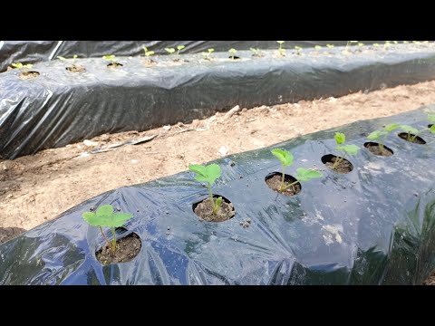 Видео: Высадка клубники 🍓🍓🍓