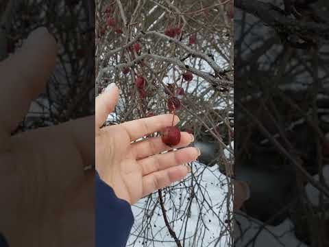 Видео: Где взять идеальный подвой для яблони.