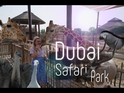 Видео: Dubai Safari Park || Зоопарк в Дубай || Великолепные жирафы!