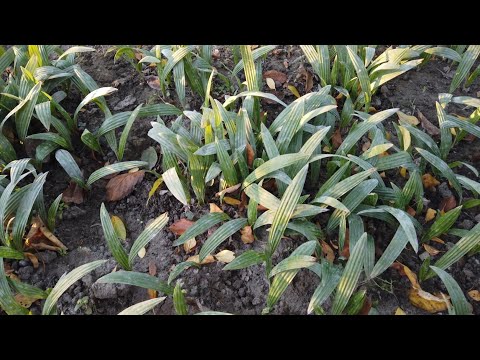 Видео: Зимостойкие Пальмы в Лесу: Итоги