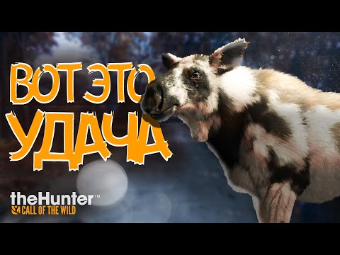 Видео: theHunter Call of the Wild - НЕВЕРОЯТНАЯ ОХОТА - Горы Новой Англии