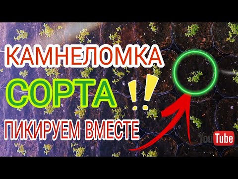 Видео: Камнеломка!!! Пикировка!!! Сорта которые плохо взошли!!!