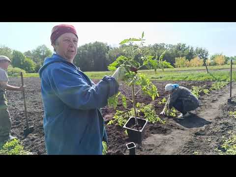 Видео: Высадили рассаду помидор и перцев. Залили полы. Разработали целену. Деревенские будни.