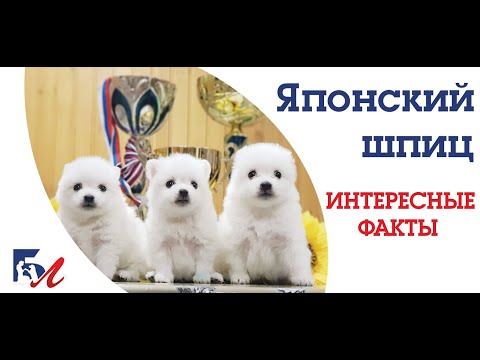 Видео: Японские шпицы. Интересные факты