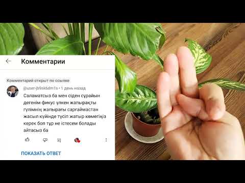 Видео: Гүлдің жапырағы сарғайса. Гүлдер ауырса. Гүлдер әлемі үй гүлдері күтімі