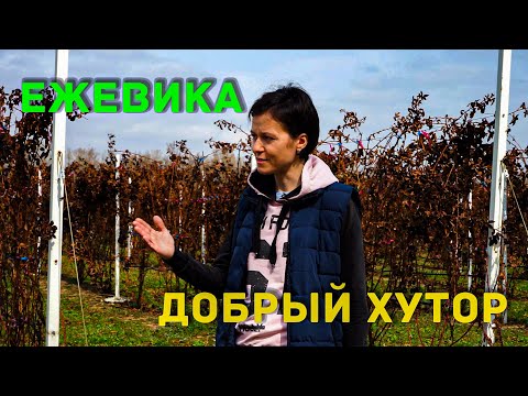 Видео: Ежевика | Знакомство с КФХ "Добрый хутор"