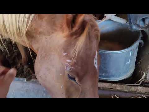 Видео: Жылқы бордақылап жатырмыз