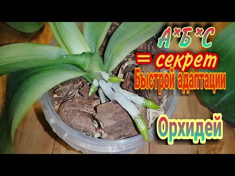 Видео: 📊Формула адаптации новых орхидей осень- зима.  💯  приживаемость👍