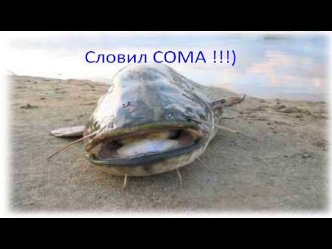 Видео: Сколько рыбы можно словить  за ночь на р.Днестр "Маяки"?)