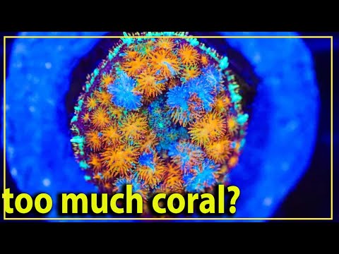 Видео: Позвольте мне ПОКАЗАТЬ вам, как выглядят самые красивые кораллы!!
