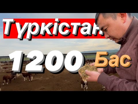 Видео: Шымкентте малды қалай бордақылайды екен 🤔