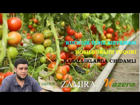 Видео: Zamira F1 навининг афзалликлари / AGRO EXPORT GROUP