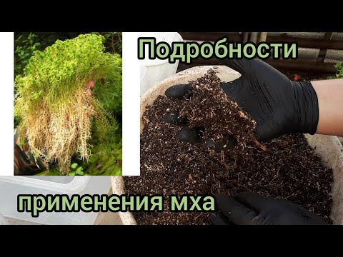 Видео: Зачем МОХ в субстрате?