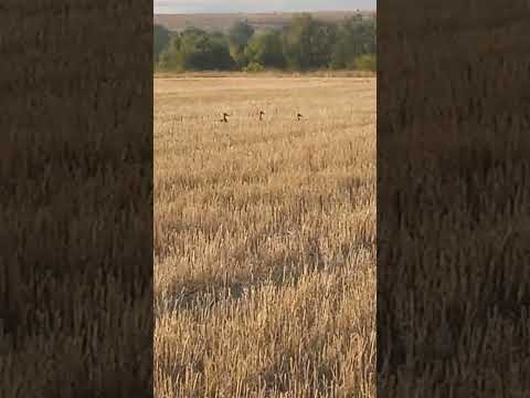 Видео: Кряквы жируют