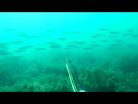 Видео: Подводная охота в Черном море 2023. Октябрь. Осенний ход. Часть №2.