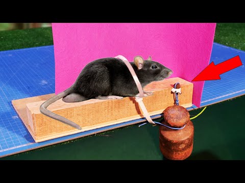 Видео: ЛЮТЫЕ ЛОВУШКИ для КРЫС. Как ПОЙМАТЬ ЖИВУЮ КРЫСУ?!