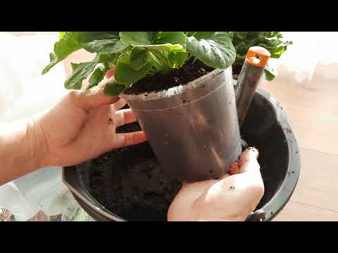 Видео: Примулы. Пересадка цветущих примул зимой в комнатных условиях. 🌸🌸🌸 11.01.2022