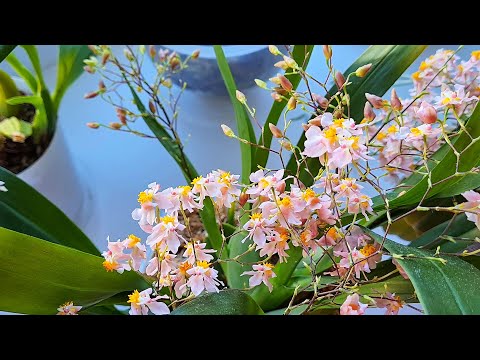 Видео: Прогулка по подоконнику или очень давно не виделись)