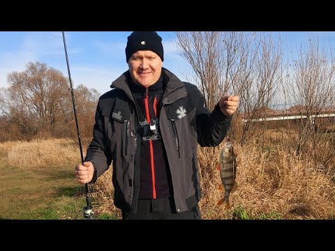 Видео: Ловля окуня на вертушку Lucky John BONNI BLADE р.Нерская 08.11.25