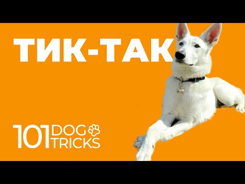 Видео: Команда Тик-Так 🐩 Научить собаку скрещивать лапы