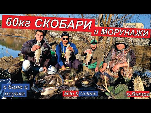 Видео: РИБОЛОВ на р.ЯНТРА.60кг СКОБАРИ и МОРУНАЖИ на ПЛУВКА.Milo & Colmic bolognese fishing - pesca