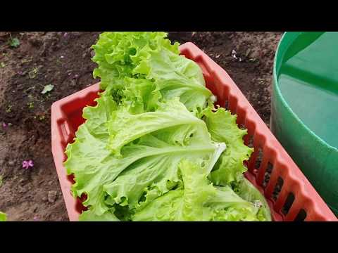 Видео: Салат вырос, собираю на рынок