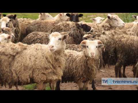 Видео: Стая волков держит в страхе несколько деревень в Тверской области