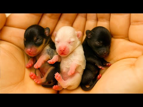 Видео: Я дала маме-собаке 🐶 немного хлеба, и она привела меня к милым щенкам 🐕 в лесу. 🥰❤